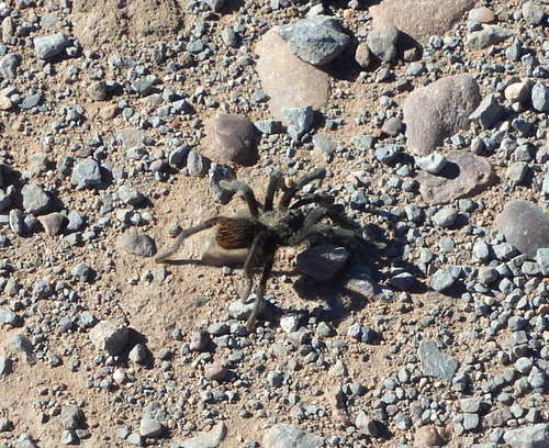 GDMBR: tarantula, not as big as yesterday's sighting.